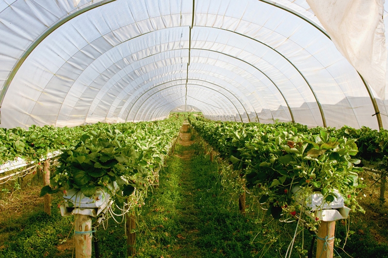 Carbon Dioxide CO2 gas alarm for greenhouse